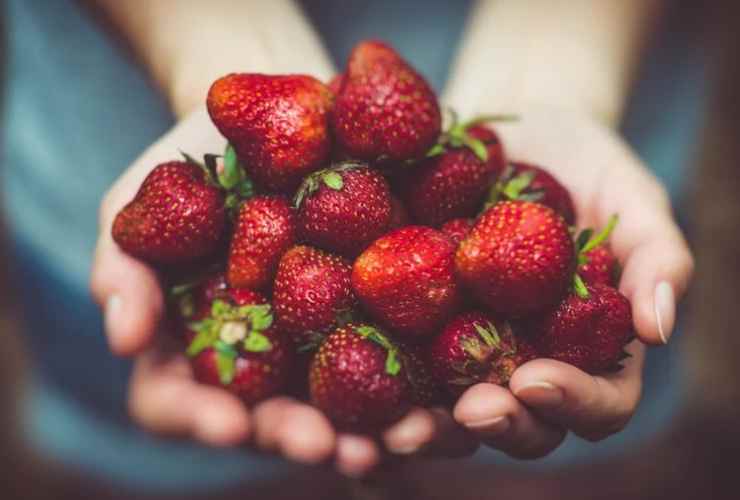 frutti delle piante del genere Fragaria